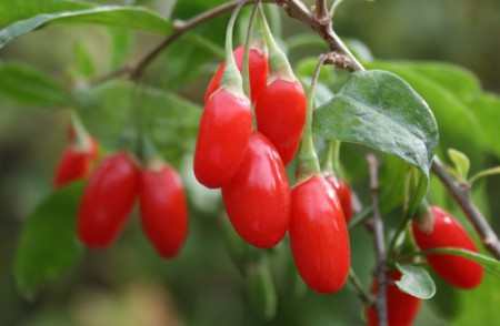 FRUCT DE GOJI DULCE - ACRISOR CU EFECTE EXTRAORDINARE ASUPRA SANATATII SI LONGEVITATII