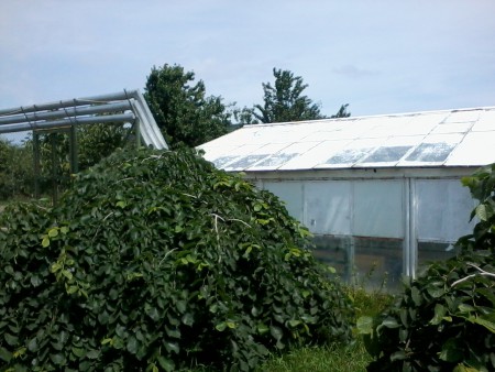 Sera producere rasaduri GP PLANTATION