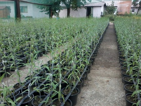Plante goji transferate din sera in ghiveci, adaptate la mediu exterior