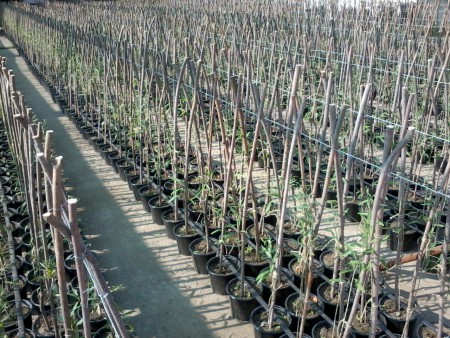 Plante de goji dupa curatare tulpina si montare araci - 26 iulie 2013
