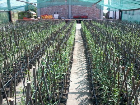 Plante goji la 09 august 2013